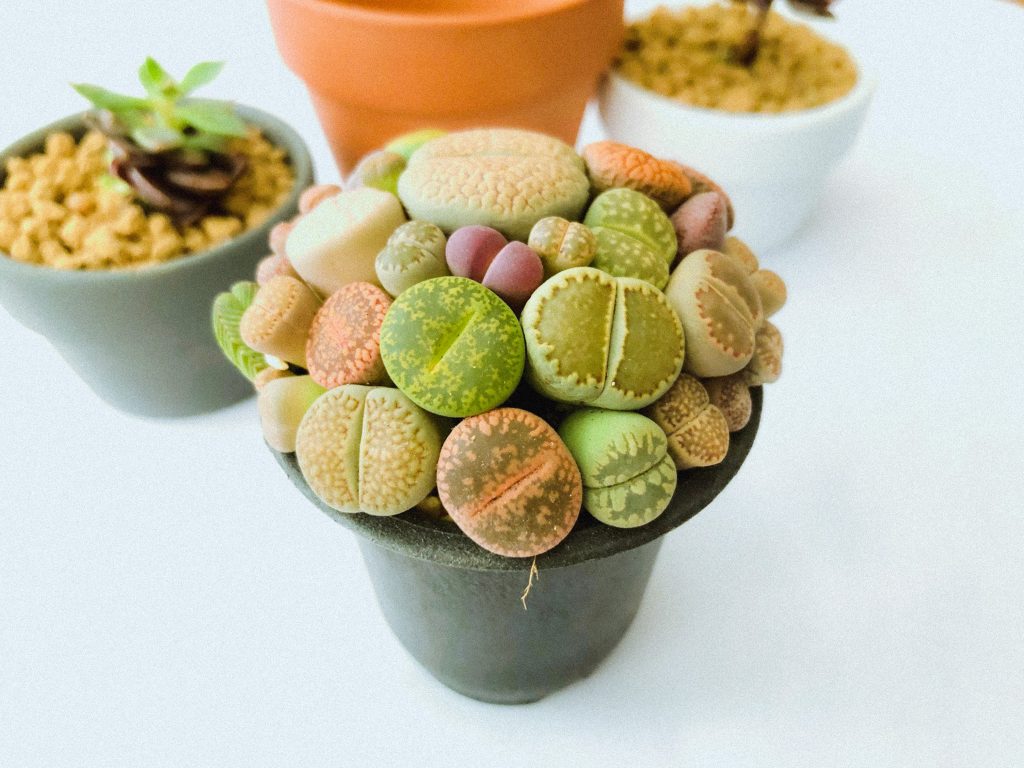 Growing Lithops From Seeds - Singapore & Philippines