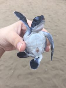 Sukamade turtle beach
