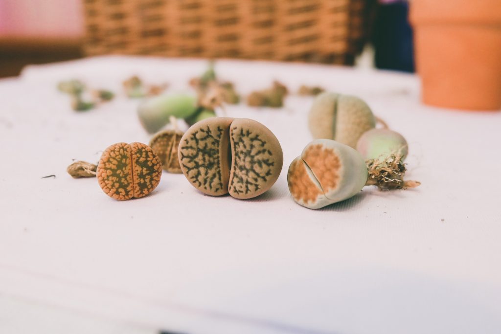 lithops repotting