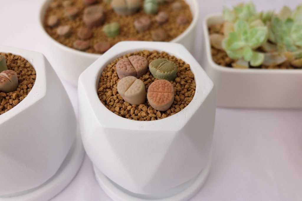 lithops