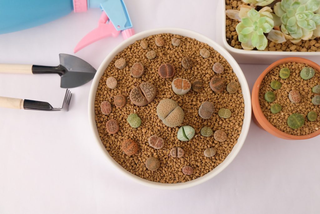 Arrangement Lithops in Singapore