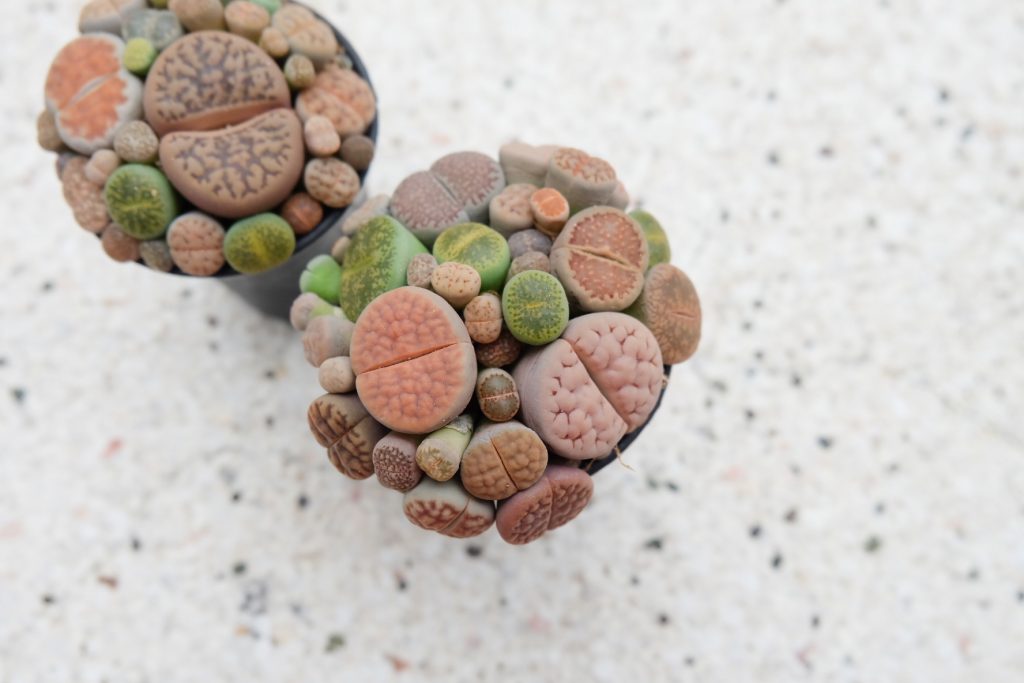 Candy Pot Lithops in Singapore