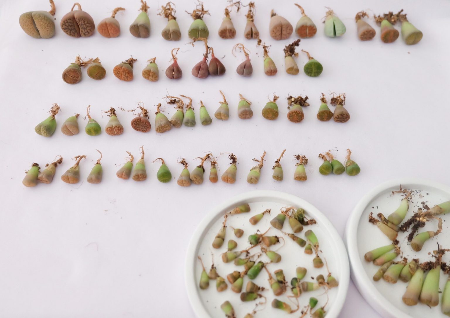 Growing Lithops From Seeds - Singapore & Philippines | Choose Happy