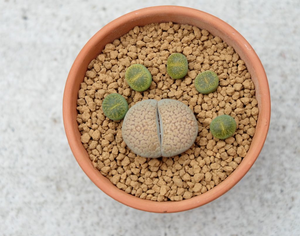 Design Lithops in Singapore