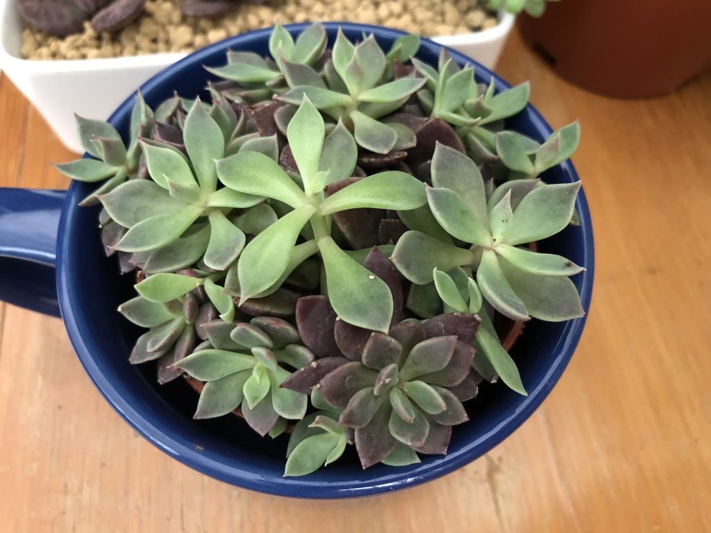 Echeveria