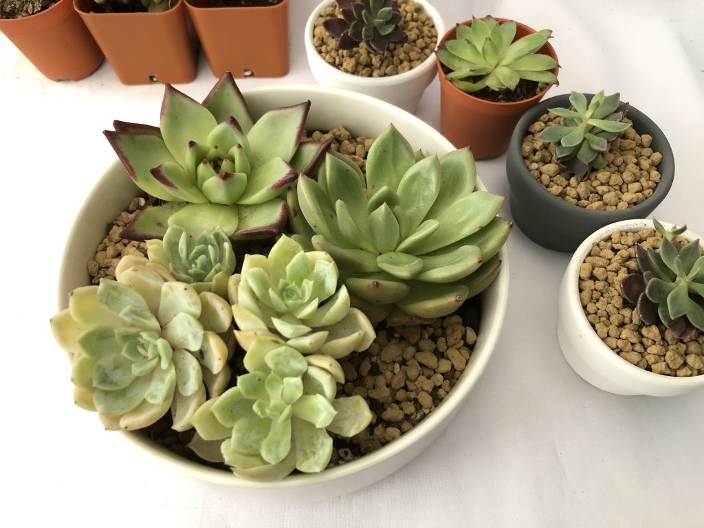 succulents arrangements in Singapore