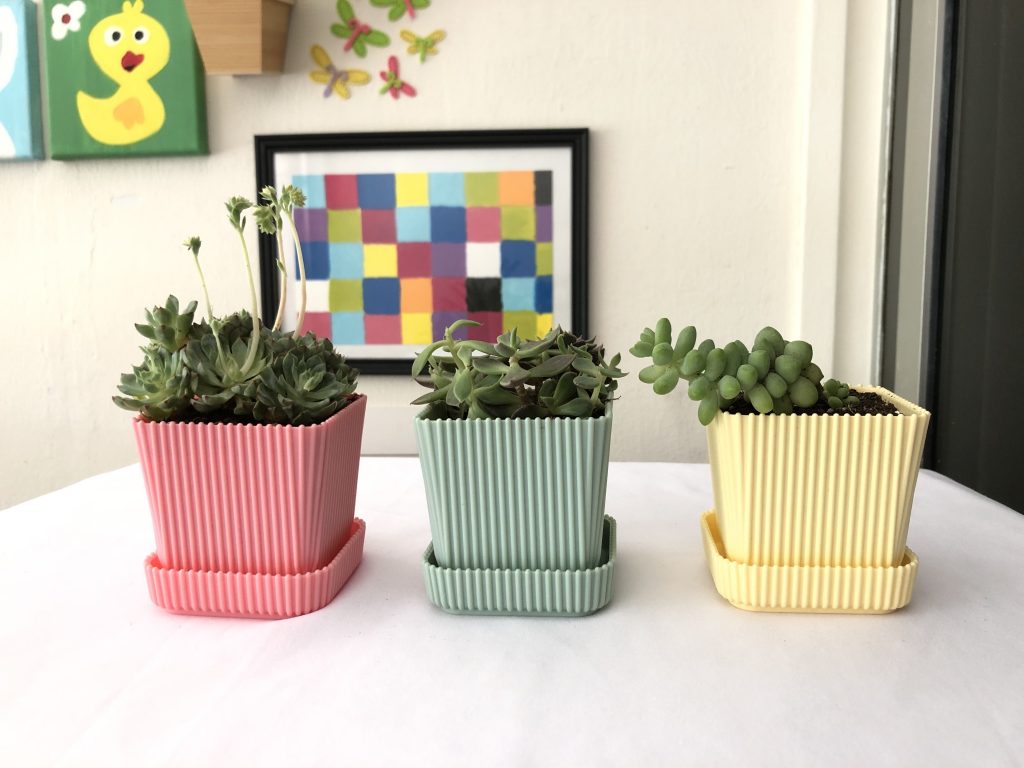 succulents in candy pots