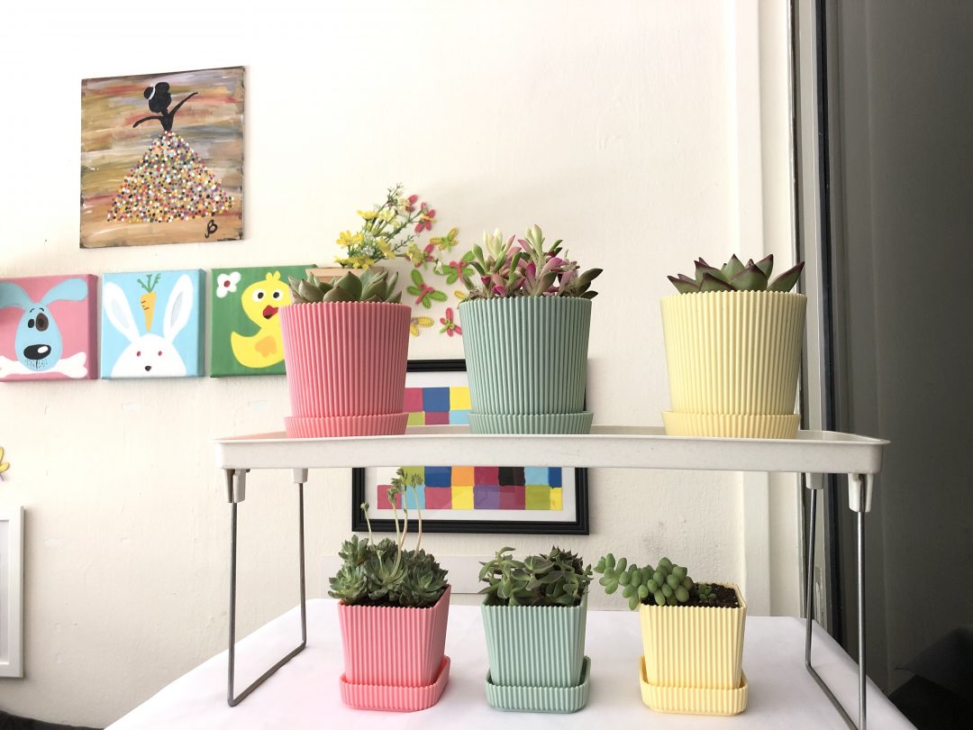 Pretty Succulents collection in candy pots