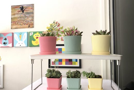 Pretty Succulents collection in candy pots