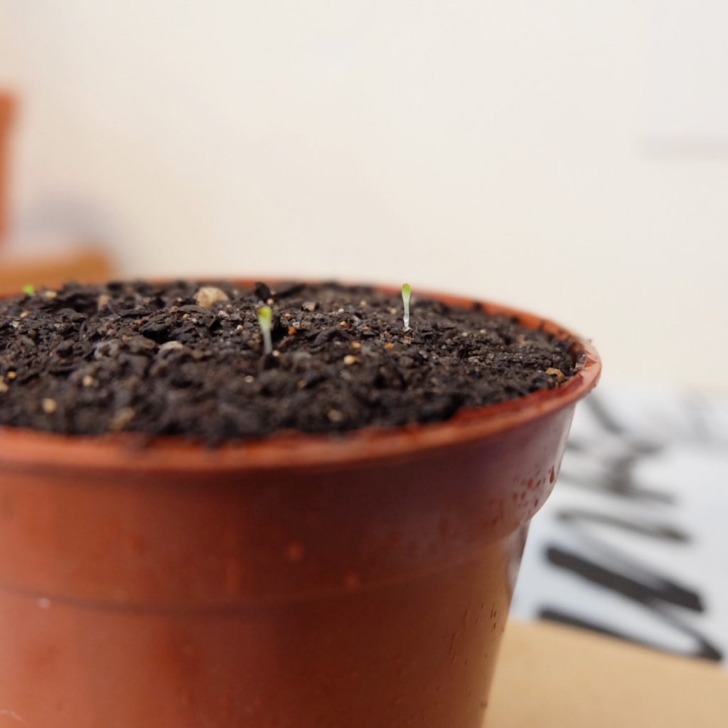 germinating lithops seeds